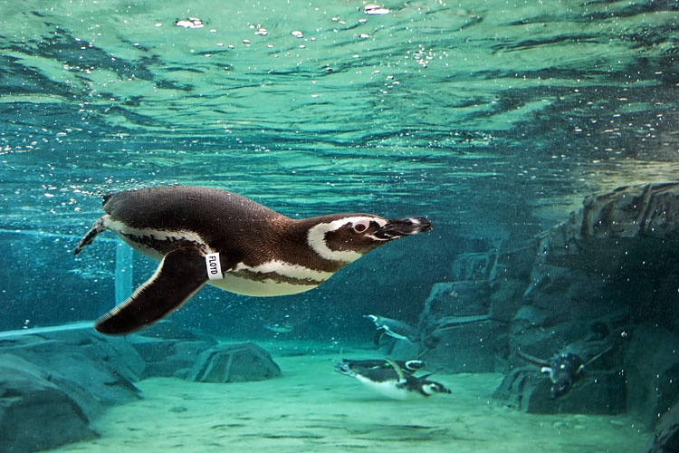 Penguins Exhibit