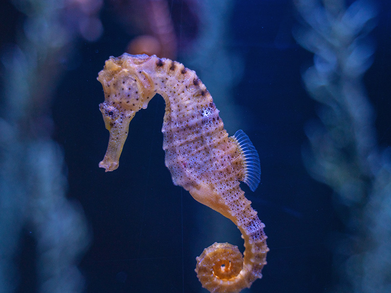 Seahorse Exhibit