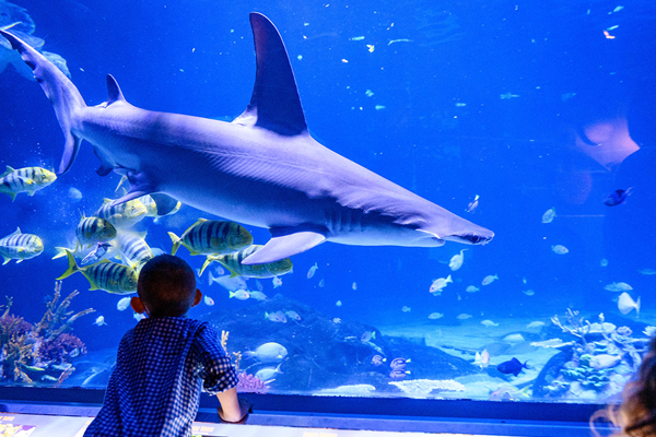 Shark Exhibit